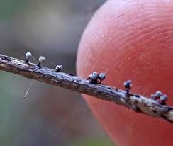 Attēlu rezultāti vaicājumam “Craterium leucocephalum var. scyphoides”