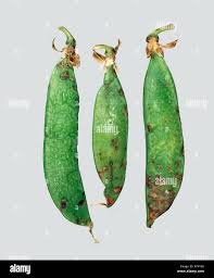 Attēlu rezultāti vaicājumam “Mycosphaerella millegrana”