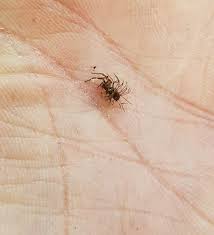 Attēlu rezultāti vaicājumam “Torrubiella arachnophila”