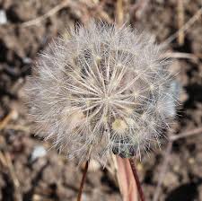 Image result for Agoseris major