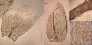 Attēlu rezultāti vaicājumam “Plagiothecium nemorale”