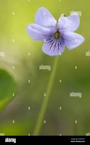 Attēlu rezultāti vaicājumam “Viola palustris flower”