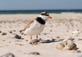 Attēlu rezultāti vaicājumam “Charadrius hiaticula adult”