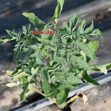 Afbeeldingsresultaat voor mortgage lifter bicolor strain tomato