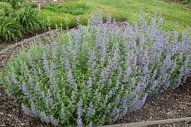 Attēlu rezultāti vaicājumam “Nepeta x faassenii”