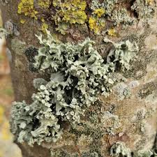 Attēlu rezultāti vaicājumam “Ramalina fastigiata”