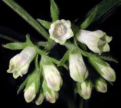 Image result for Symphytum officinale