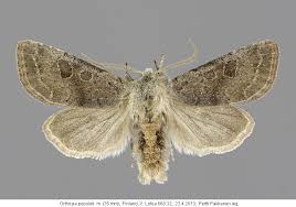 Attēlu rezultāti vaicājumam “Orthosia populeti”