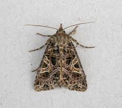 Attēlu rezultāti vaicājumam “Hadena rivularis”