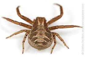 Attēlu rezultāti vaicājumam “Xysticus bifasciatus female”