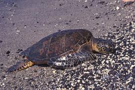Image result for Chelonia mydas