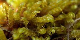 Attēlu rezultāti vaicājumam “Plagiothecium latebricola macro”