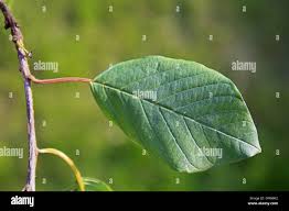 Attēlu rezultāti vaicājumam “Frangula alnus leaf”