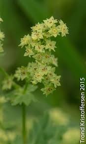 Attēlu rezultāti vaicājumam “Alchemilla subcrenata  flower”