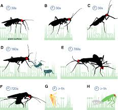 Attēlu rezultāti vaicājumam “Dicyphus nymph”