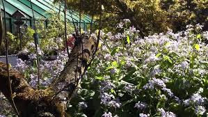 Attēlu rezultāti vaicājumam “Lunaria rediviva flower”
