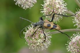 Attēlu rezultāti vaicājumam “Pachyta quadrimaculata”