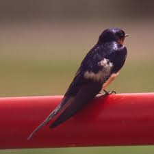 Attēlu rezultāti vaicājumam “Hirundinidae”