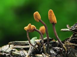 Attēlu rezultāti vaicājumam “Heyderia abietis”