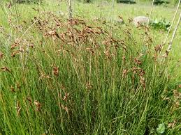 Attēlu rezultāti vaicājumam “Carex praecox”