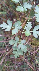 Attēlu rezultāti vaicājumam “Peucedanum oreoselinum”