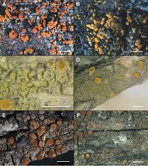 Attēlu rezultāti vaicājumam “Caloplaca scopularis”