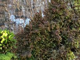 Attēlu rezultāti vaicājumam “Frullania dilatata”