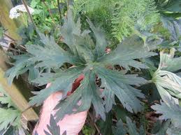Attēlu rezultāti vaicājumam “Geranium pratense leaf”
