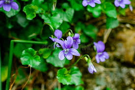 Attēlu rezultāti vaicājumam “Viola canina flower”