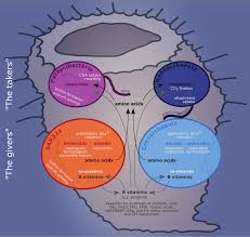 Image result for Vazella pourtalesii