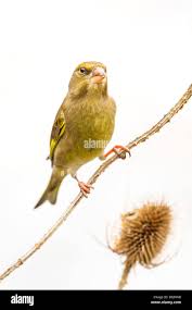 Attēlu rezultāti vaicājumam “Chloris chloris”