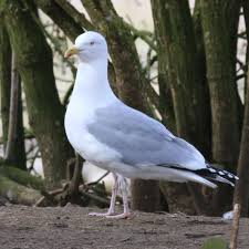 Attēlu rezultāti vaicājumam “Larus argentatus adult”