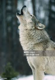 Attēlu rezultāti vaicājumam “Canis lupus”