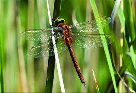 Attēlu rezultāti vaicājumam “Aeshna isoceles”