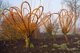 Attēlu rezultāti vaicājumam “Salix alba var. vitellina”