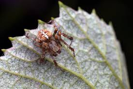 Attēlu rezultāti vaicājumam “Araneus diadematus”