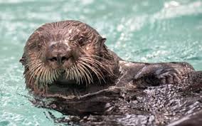 Image result for Worthing Otters