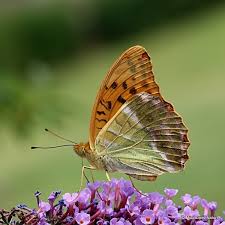Attēlu rezultāti vaicājumam “Argynnis paphia”