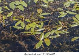 Attēlu rezultāti vaicājumam “Potamogeton gramineus”