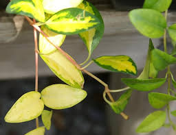 Attēlu rezultāti vaicājumam “Vinca minor leaf”