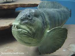 Image result for Anarhichas lupus