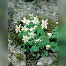 Attēlu rezultāti vaicājumam “Anemone sylvestris fruit”