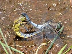 Attēlu rezultāti vaicājumam “Orthetrum cancellatum male”