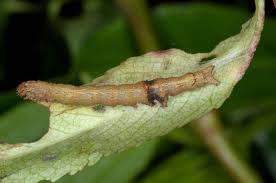 Attēlu rezultāti vaicājumam “Catocala nupta”