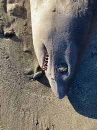 Image result for Lamna ditropis