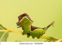 Attēlu rezultāti vaicājumam “Cerura vinula larva”