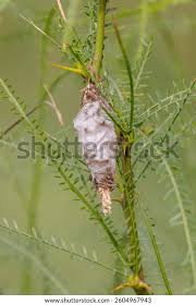 Attēlu rezultāti vaicājumam “Psychidae”