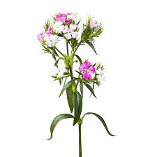 Image result for Dianthus barbatus