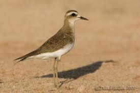 Image result for Charadrius asiaticus