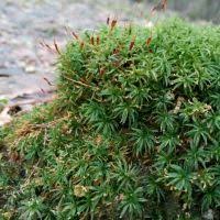 Attēlu rezultāti vaicājumam “Atrichum flavisetum”